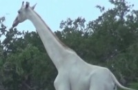 Witte giraf
