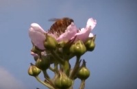 Jeugdjournaal - Kinderen moeten bijen helpen om te overleven
