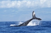 Zeldzame sprong van drie walvissen tegelijkertijd