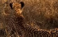 Ed and Eppa: De cheetah