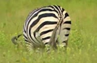 Ed and Eppa: De zebra
