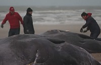 Nieuwsbegrip - Potvissen aangespoeld bij Texel