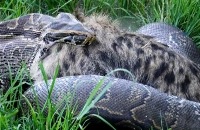 Jeugdjournaal - Uniek: Python eet hyena op