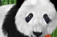 Kidsweek - Bouwien en Menno naar de panda s