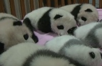Leuke panda videoshots