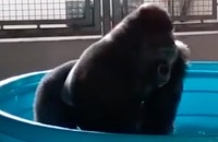 Gorilla Flashdance in Pool