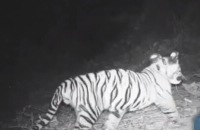 Freeks wilde wereld - De Sumatraanse tijger