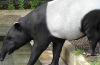 Het is... een kleine tapir