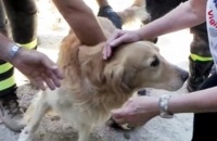 Hond na 9 dagen gered uit aardbevingspuin