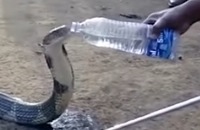 Droogte in India: Cobra drinkt uit flesje