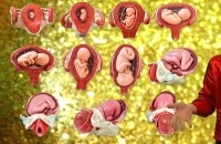 Het Klokhuis - Waarom kunnen mensenbaby s niet meteen staan