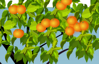 Sinaasappelpluk